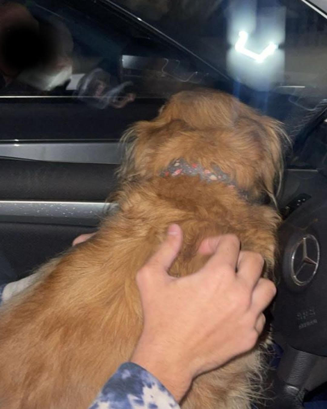 Hasta un perro: el detalle de todo lo que se robó la banda de los chetos